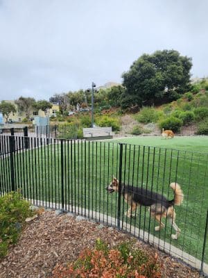 Pepi's Dog Play Area