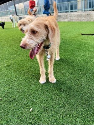 SoMa West Dog Park