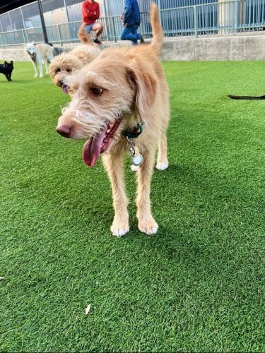 SoMa West Dog Park