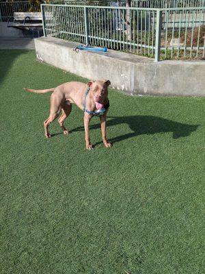 SoMa West Dog Park