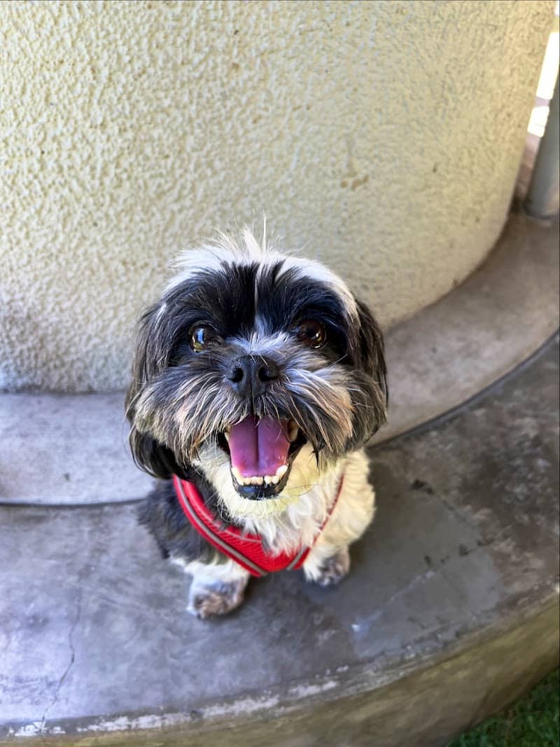 SoMa West Dog Park - San Francisco, CA