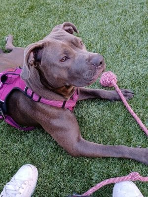 SoMa West Dog Park