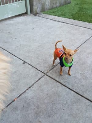 SoMa West Dog Park