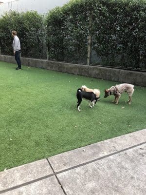 SoMa West Dog Park