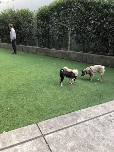 SoMa West Dog Park