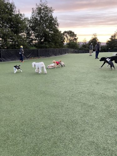 Walter Haas Dog Play Area