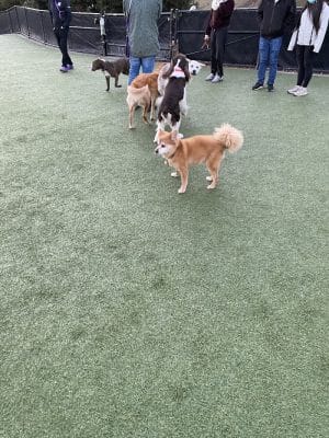 Walter Haas Dog Play Area
