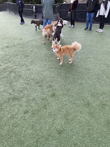 Walter Haas Dog Play Area