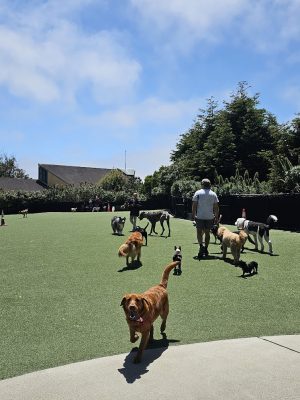 Walter Haas Dog Play Area