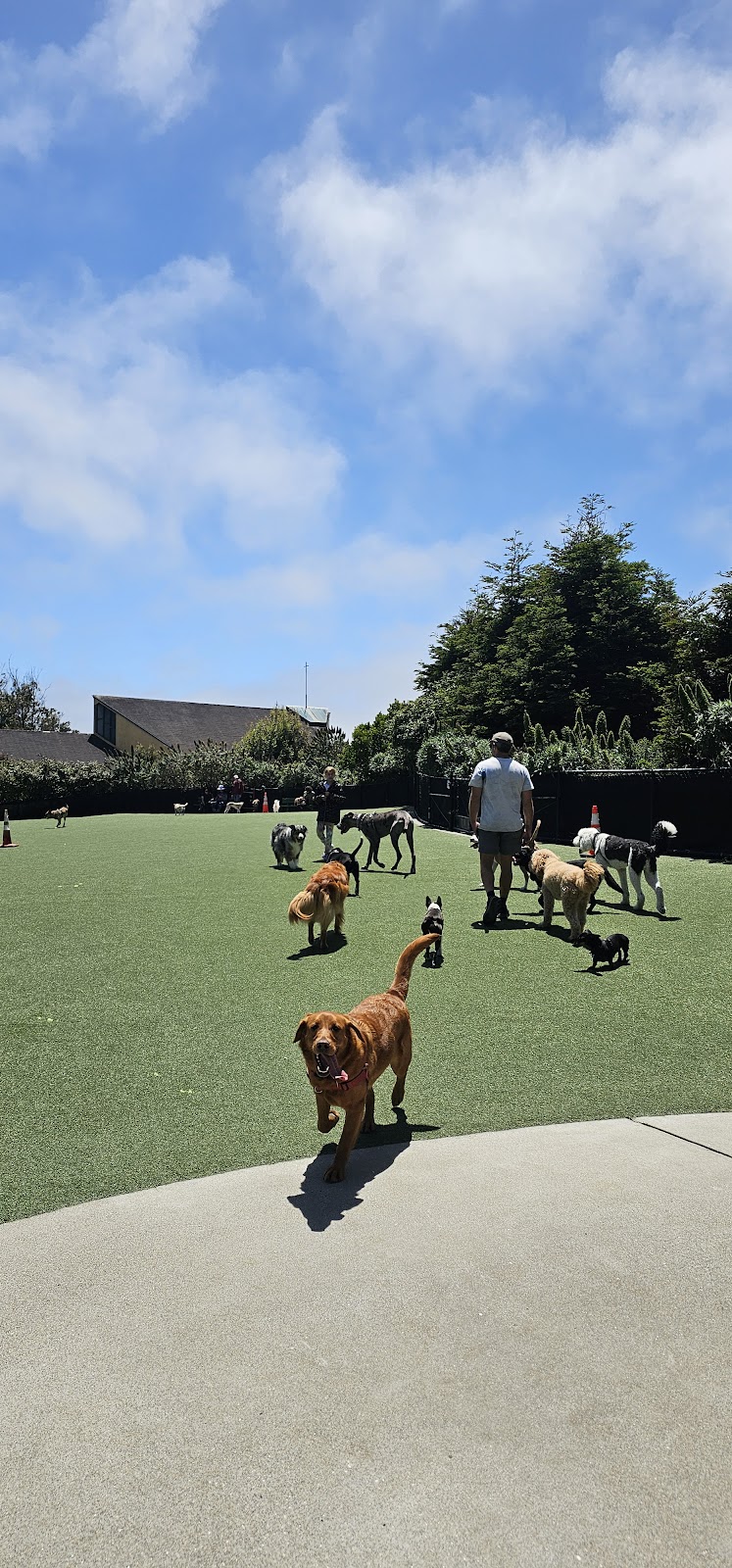 Walter Haas Dog Play Area - San Francisco, CA