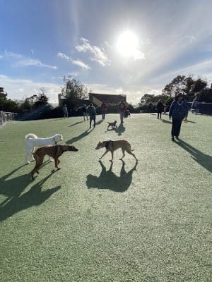 Walter Haas Dog Play Area