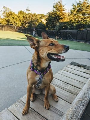 Walter Haas Dog Play Area