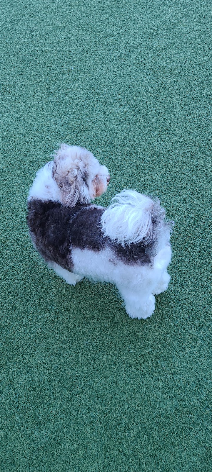 Walter Haas Dog Play Area - San Francisco, CA