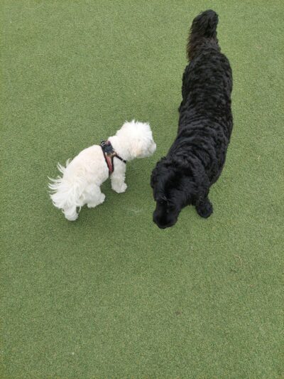 Lafayette Park Dog Play Area - San Francisco, CA