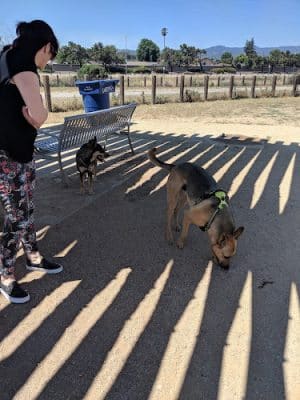 Dog Park | Seal Point Harbor - San Mateo, CA