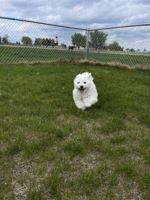 Sandwich Dog Park