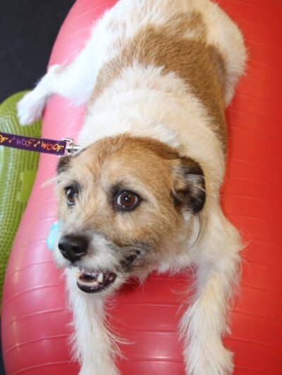 WOOF! Wellness Center & Training Academy - Santa Clara, UT