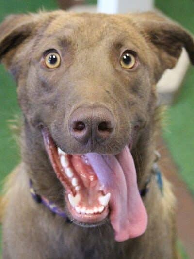 WOOF! Wellness Center & Training Academy - Santa Clara, UT