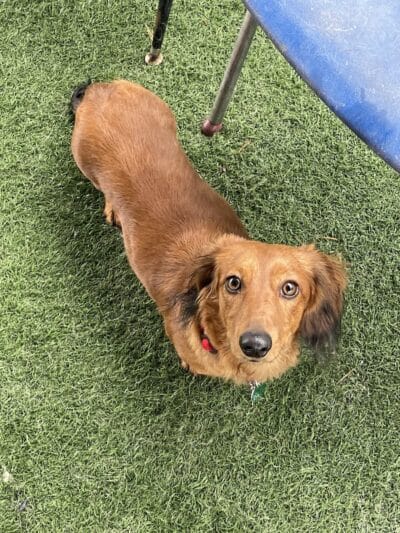 WOOF! Wellness Center & Training Academy - Santa Clara, UT