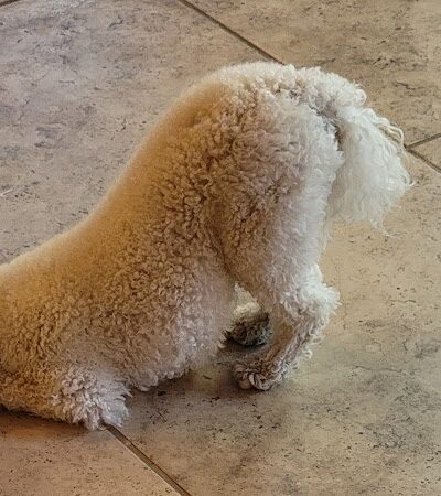 WOOF! Wellness Center & Training Academy - Santa Clara, UT