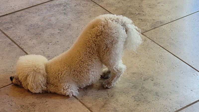 WOOF! Wellness Center & Training Academy - Santa Clara, UT