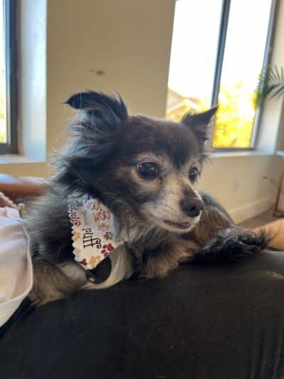 WOOF! Wellness Center & Training Academy - Santa Clara, UT
