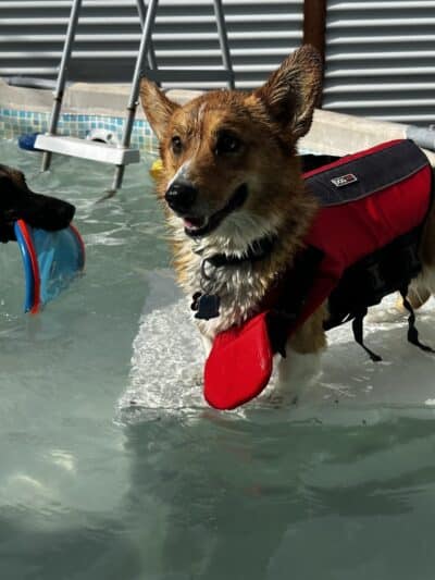 WOOF! Wellness Center & Training Academy - Santa Clara, UT