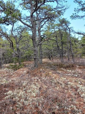 Lookout Rock Trailhead