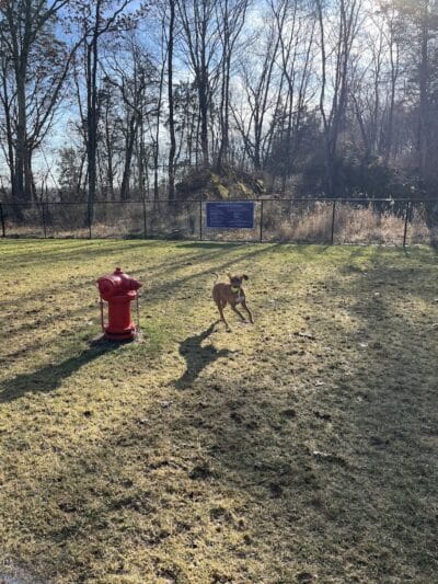 Saugerties Dog Park - Saugerties, NY