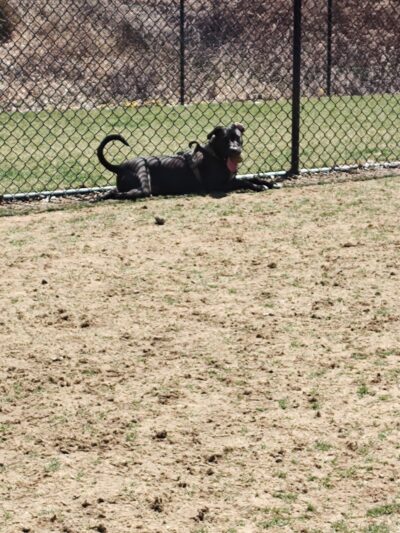 Saugerties Dog Park - Saugerties, NY