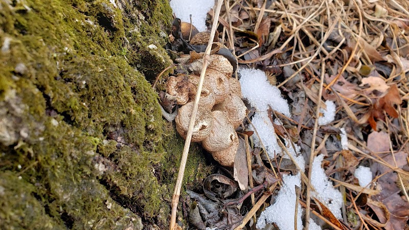 Jorgens Park Preserve - Scandinavia, WI