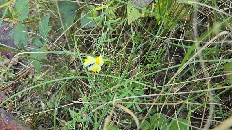 Jorgens Park Preserve - Scandinavia, WI