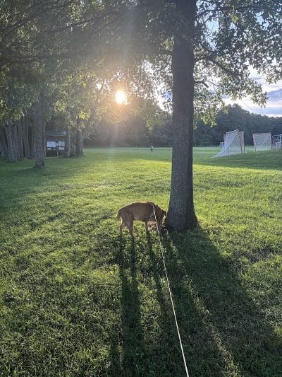 DiCaprio Park - Schenectady, NY