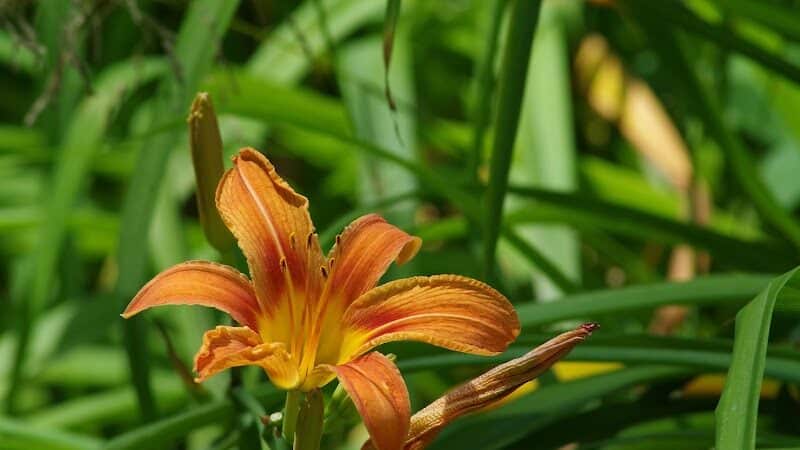 Lily Park - Schoharie, NY