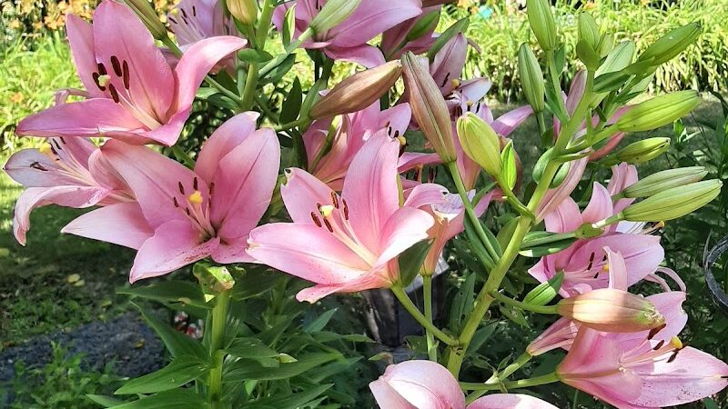 Lily Park - Schoharie, NY