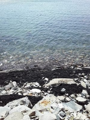 Seal Cove Picnic Area