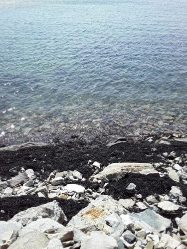 Seal Cove Picnic Area