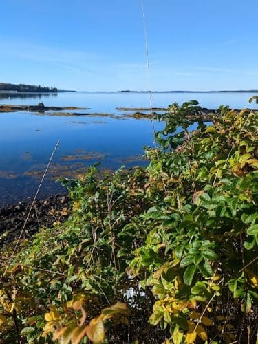 Seal Cove Picnic Area
