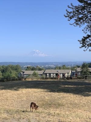 Grandview Off-Leash Dog Park - SeaTac, WA
