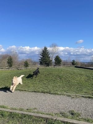Grandview Off-Leash Dog Park - SeaTac, WA
