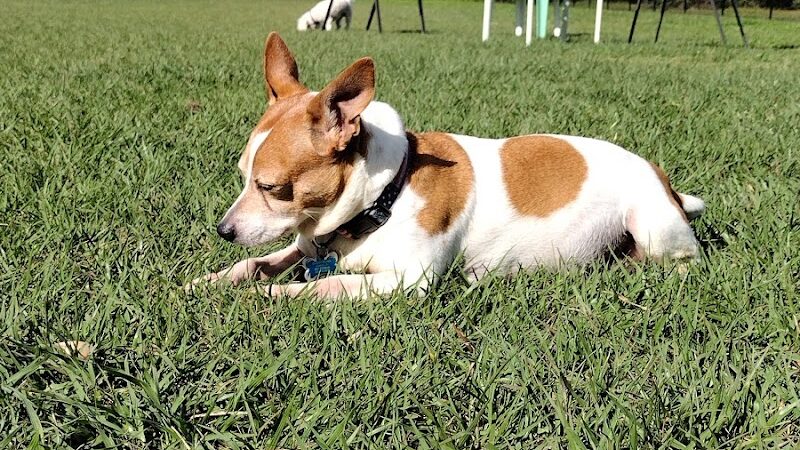 Spring Lake Dog Park - Sebring, FL