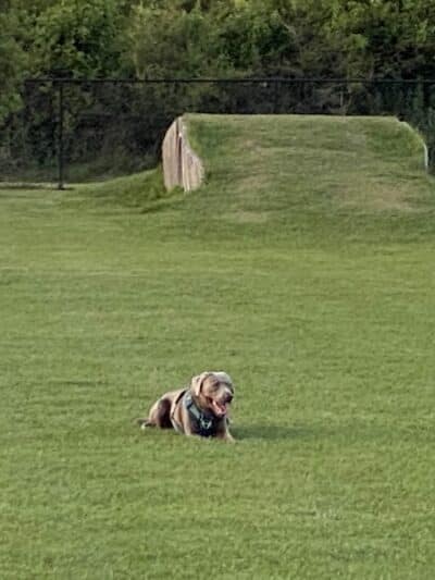 Spring Lake Dog Park - Sebring, FL