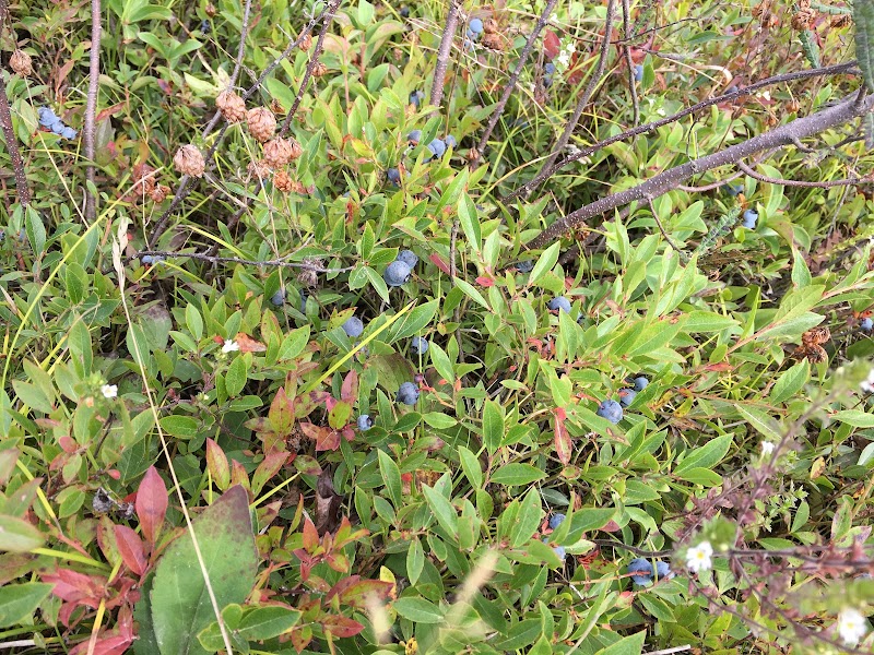 Caterpillar Hill and Cooper Farm- Blue Hill Heritage Trust - Sedgwick, ME