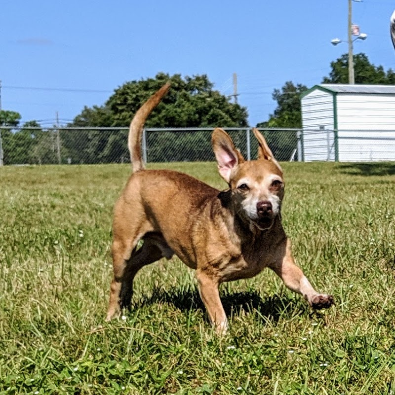 Mango Dog Park - Seffner, FL