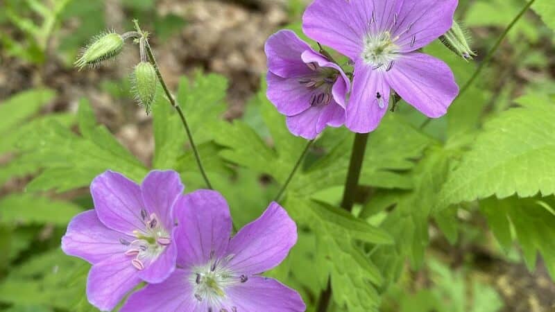 Hollyhock Hollow Sanctuary - Selkirk, NY