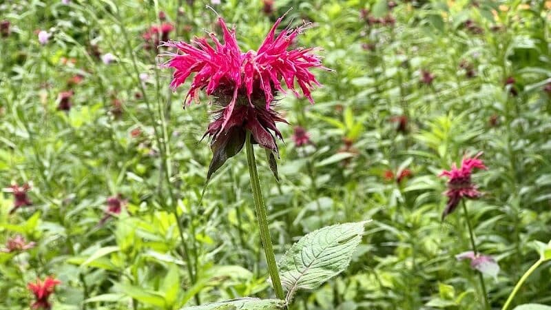 Hollyhock Hollow Sanctuary - Selkirk, NY