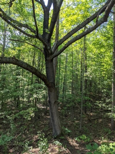 Holt Preserve - Selkirk, NY
