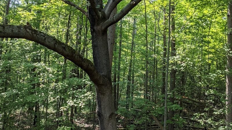Holt Preserve - Selkirk, NY