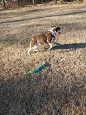 Phil White Dog Park
