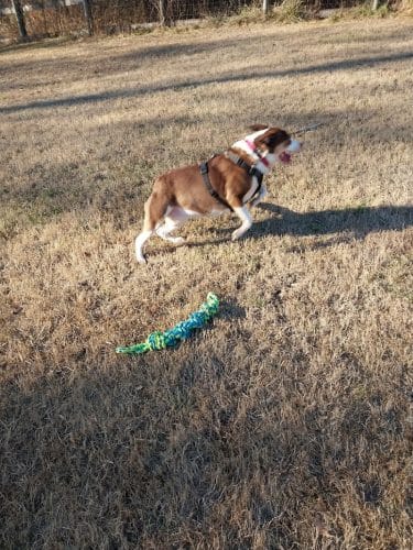 Phil White Dog Park